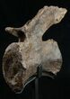 Diplodocus Caudal Vertebra - Dana Quarry #10150-4